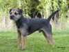 border-terrier breeders