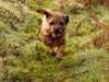 border-terrier owners