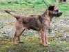 border-terrier stud-dogs