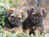border-terrier puppies