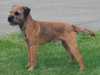 border-terrier results