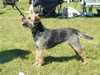 border-terrier clubs
