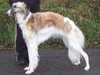 borzoi