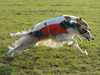 borzoi owners