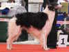 borzoi stud-dogs
