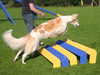 borzoi puppies