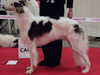 borzoi clubs