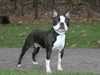 boston-terrier breeders