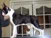 boston-terrier owners