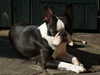 boston-terrier stud-dogs