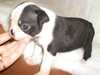 boston-terrier puppies