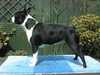 boston-terrier results