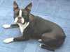 boston-terrier clubs