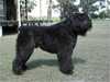 bouvier des flandres
