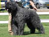 bouvier-des-flandres breeders