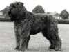 bouvier-des-flandres owners