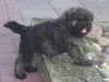 bouvier-des-flandres puppies