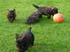 bouvier-des-flandres clubs