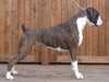 Boxer