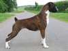 boxer breeders