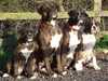 boxer owners