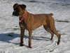 boxer stud-dogs