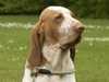 bracco-italiano breeders