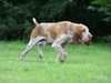 bracco-italiano owners