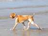 bracco-italiano stud-dogs