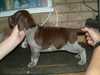 bracco-italiano puppies