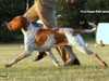 bracco-italiano results