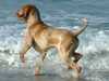 bracco-italiano clubs