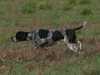 braque-d-auvergne breeders