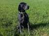 braque-d-auvergne stud-dogs