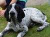 braque-d-auvergne puppies