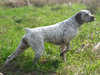 braque-du-bourbonnais breeders