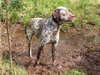 braque-du-bourbonnais stud-dogs