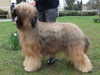 briard