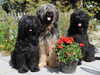 briard clubs