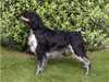 brittany stud-dogs