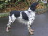 brittany puppies