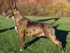 bull terrier