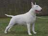 bull-terrier breeders