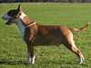 bull-terrier stud-dogs