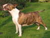 bull-terrier results