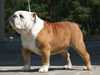 Bulldog