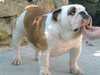bulldog breeders