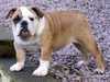 bulldog owners