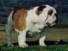 bulldog stud-dogs