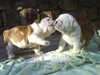 bulldog puppies